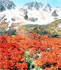 Осенние клены в Японии / JPG 94 Кб 380*439